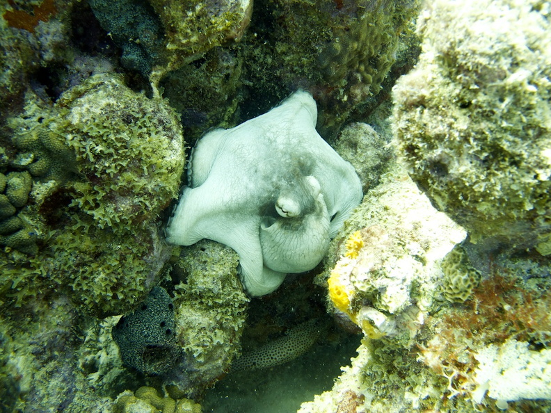 IMG_3933 Common Octopus.jpg